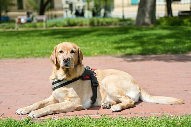 Ausbildung Assistenzhundetrainer - Labrador Assistenzhund ruht sich aus