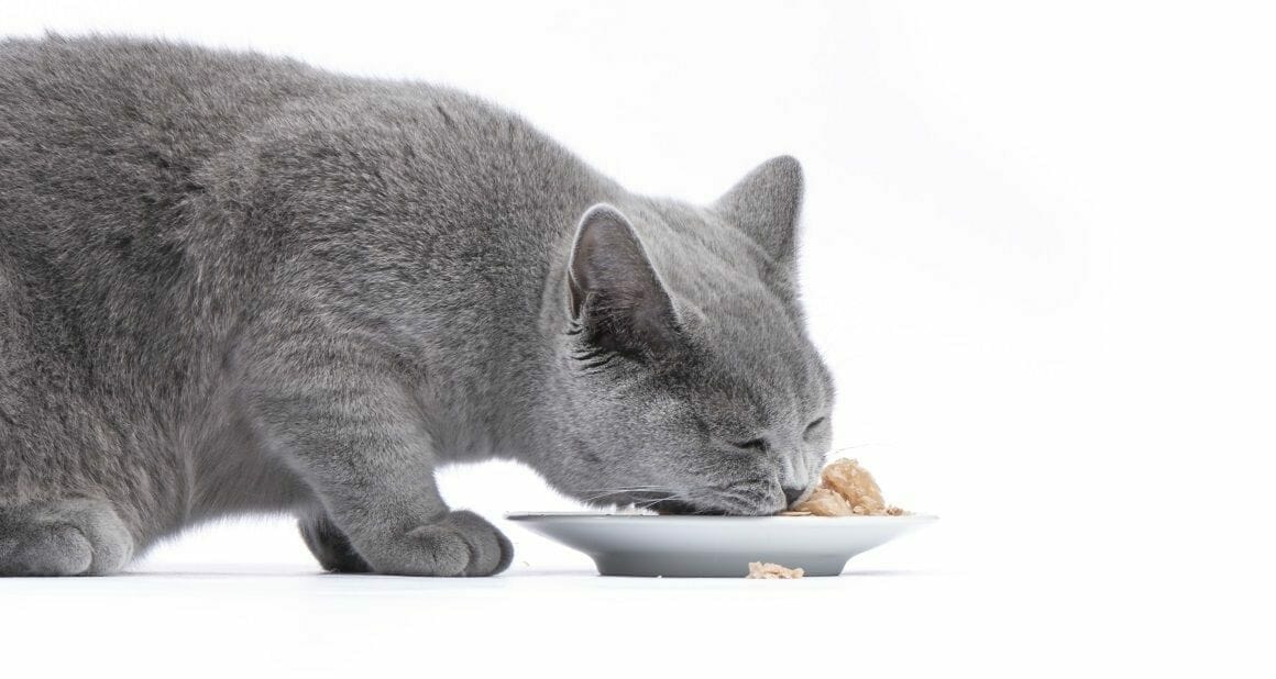 Barfen bei der kranken Katze