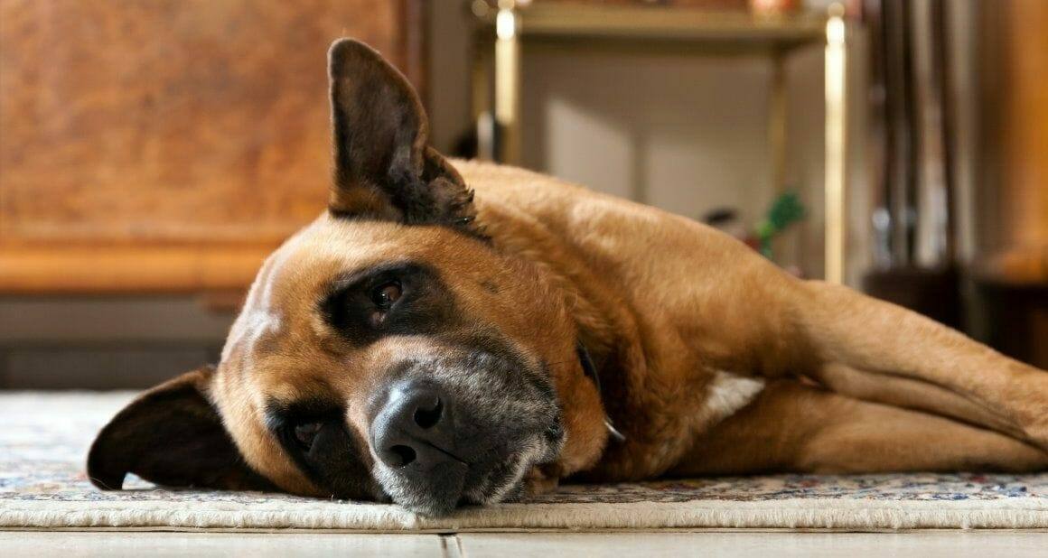 Demenz beim Hund: Neuronensterben im Gehirn