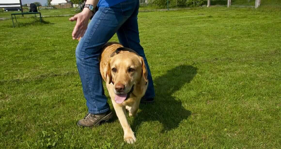 Dog Dance - Einfach für Einsteiger