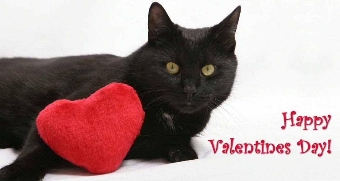Ein Katzenminze Herz für Mieze