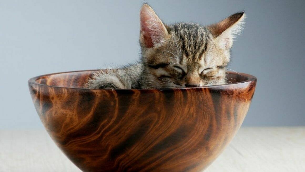 Enrichment für Katzen mit Regalen