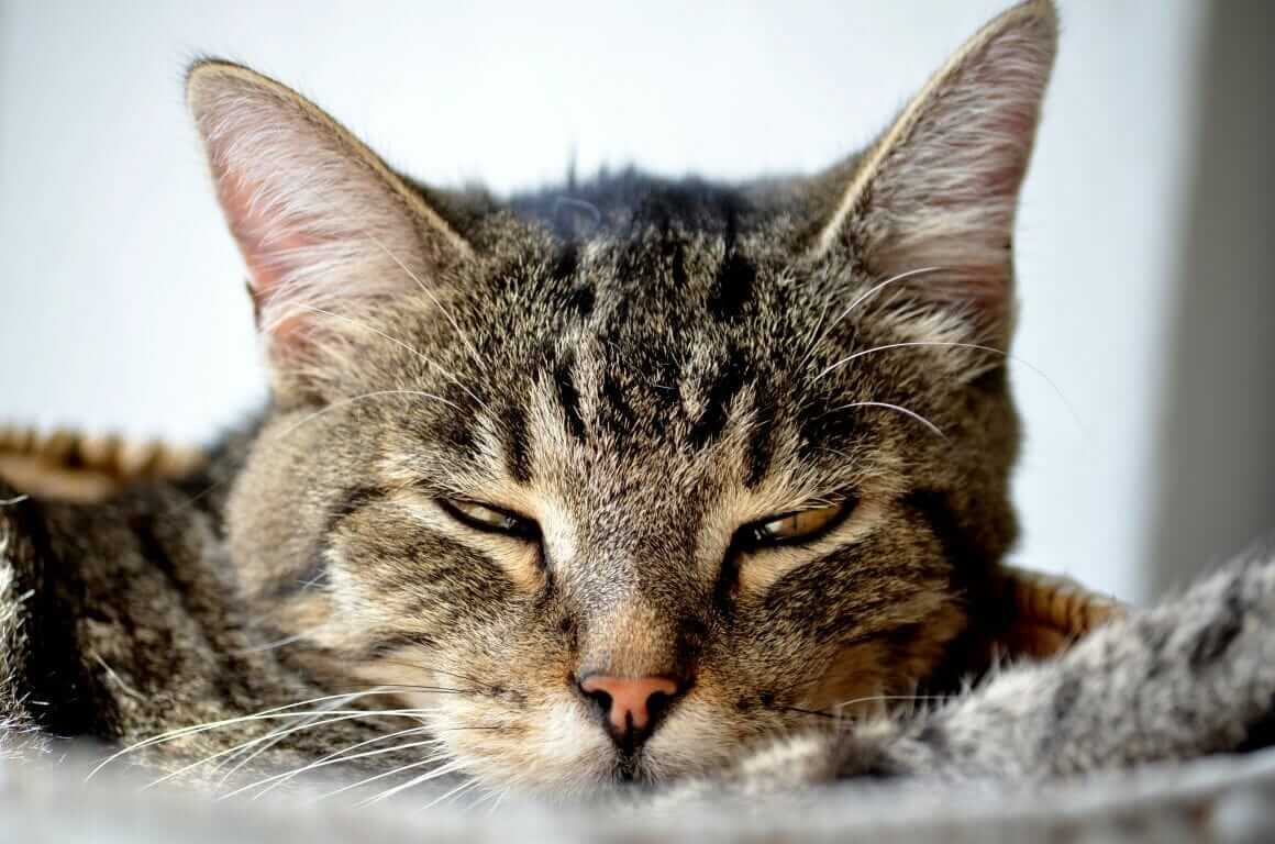 Freigänger-Katzen