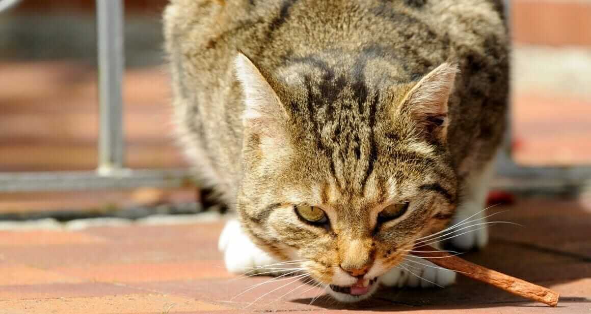Futterverweigerung bei Katzen oder: Die mäkelige Mieze