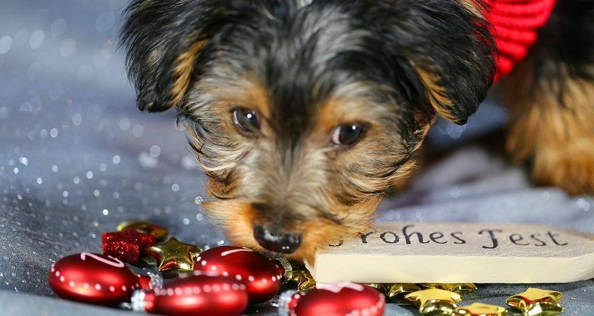 Gefahren unterm Weihnachtsbaum: Frohes Fest mit Hund und Co.