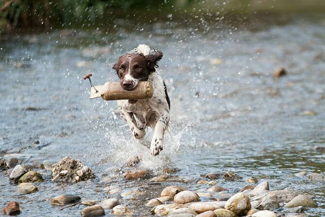 Hundeverhaltensberater Ausbildung - Hund rennt im Wasser und apportiert
