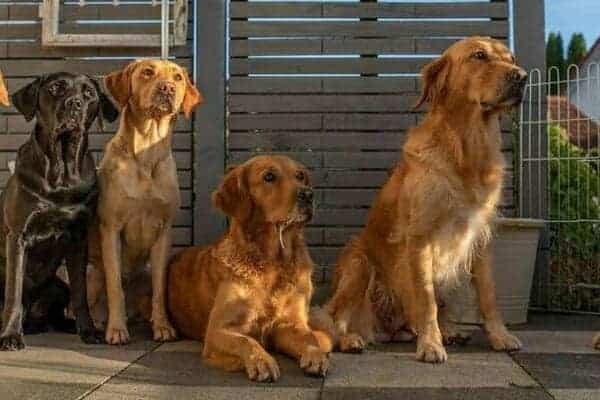 Hundewissenschaften Ausbildung - 4 Hunde auf Terrasse schauen erwartungsvoll nach vorne