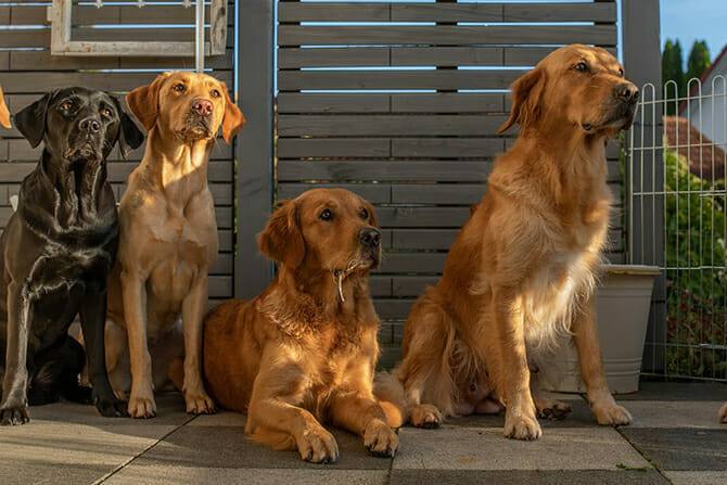 Hundewissenschaften Ausbildung - 4 Hunde auf Terrasse schauen erwartungsvoll nach vorne
