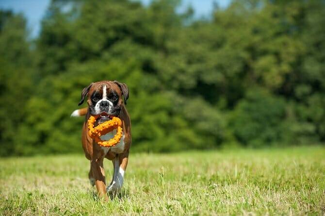 Hundewissenschaften Ausbildung - Deutscher Boxer apportiert Spielzeug