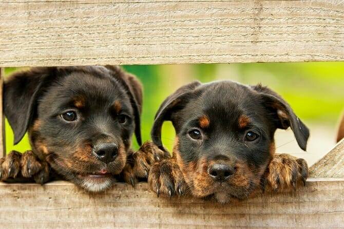 Hundewissenschaften Ausbildung - Rottweiler Welpen schauen durch Zaun