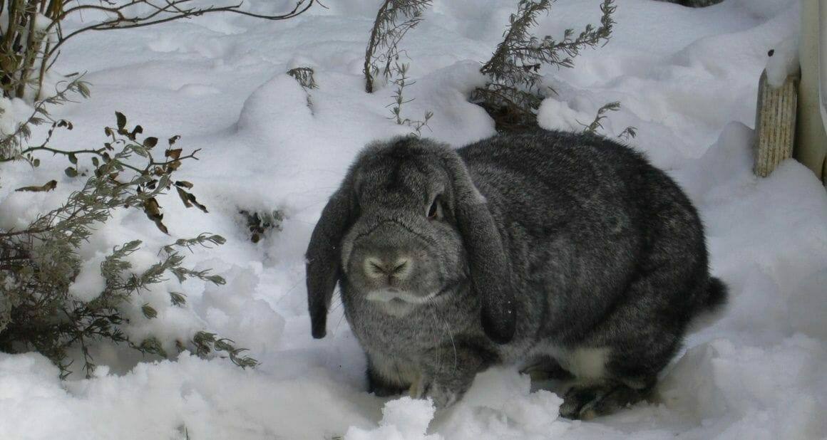 Kaninchenhaltung im Winter