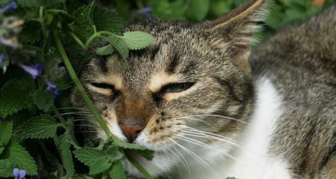 Katzen im Minze-Rausch