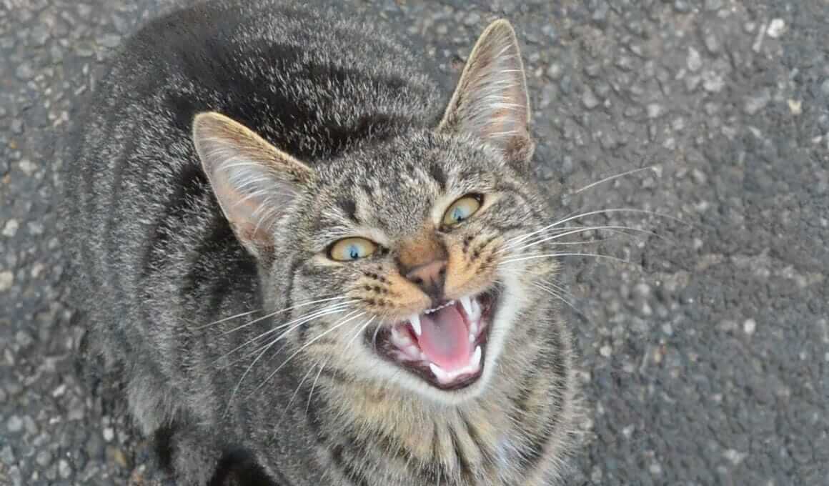 Katzen miaut zu viel