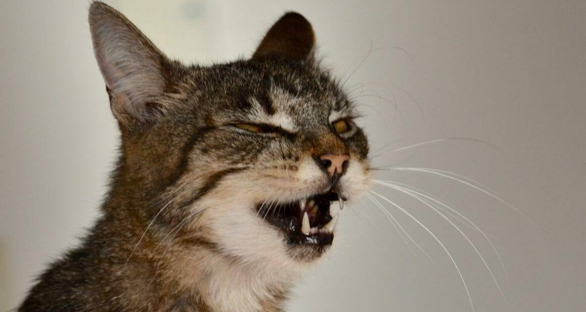 Katzenasthma: Wenn Atmen zur Not wird