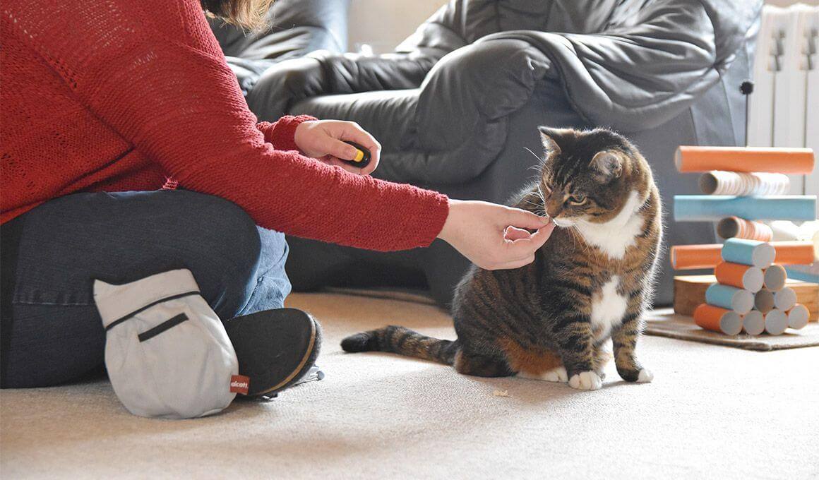 Katzenverhaltensberaterin Anne-Kathrin Mausolf