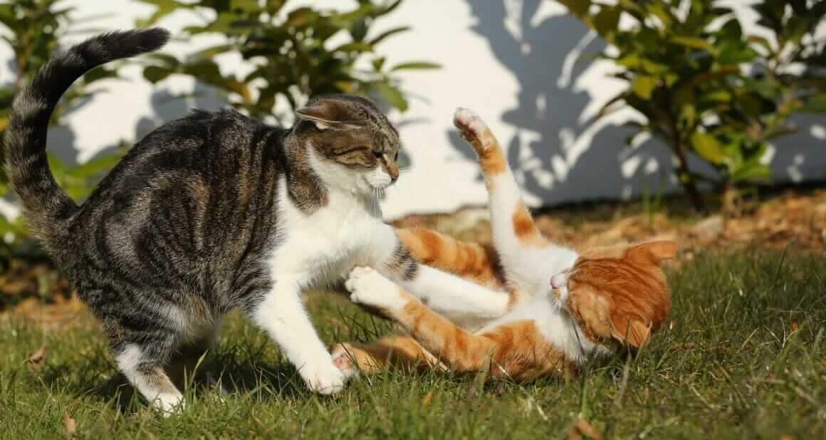 Katzenzoff – Wenn Katzen einander nicht mehr verstehen