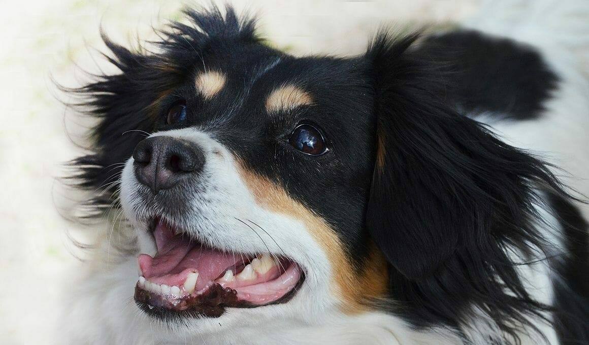 Können Hunde Fernsehen