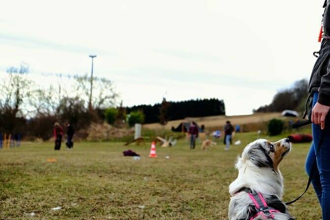 Lernwelt ATN - Praxisseminare mit Hund