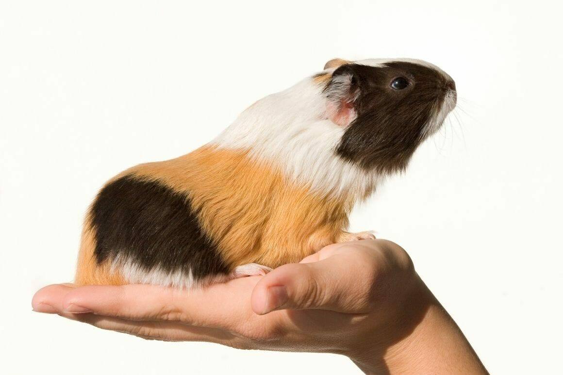 Meerschweinchen richtig hochzunehmen ist eine Herausforderung für Mensch und Tier