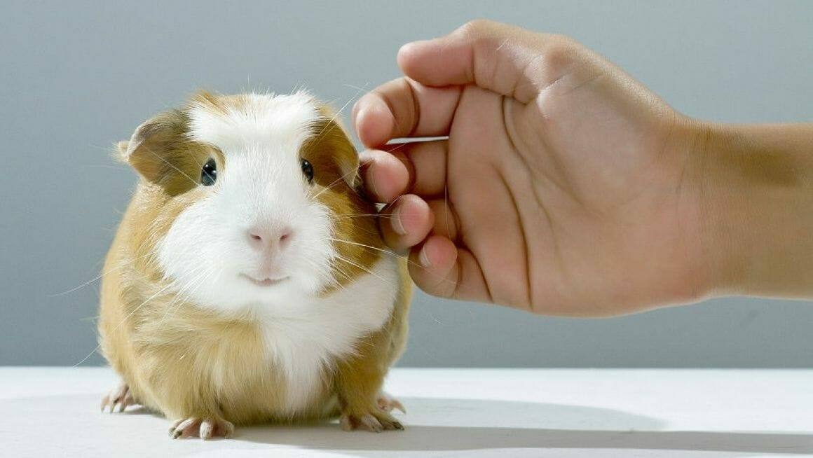 Meerschweinchen richtig streicheln