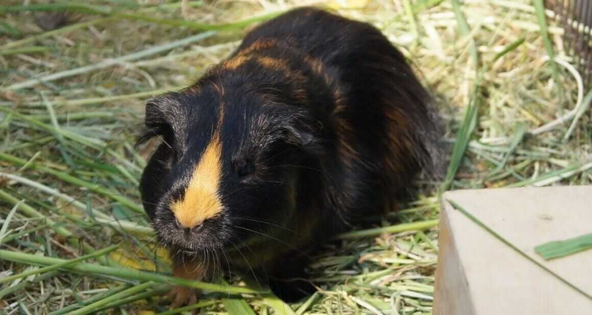 Meerschweinchen und Sommerhitze