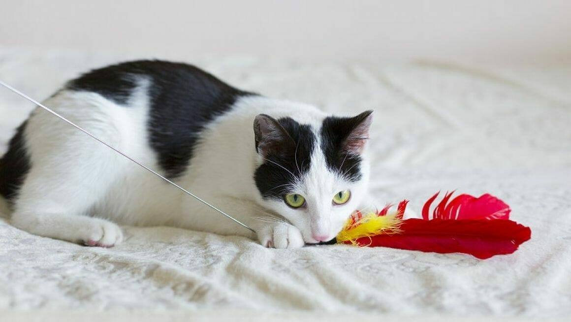 Mit Katzen richtig spielen