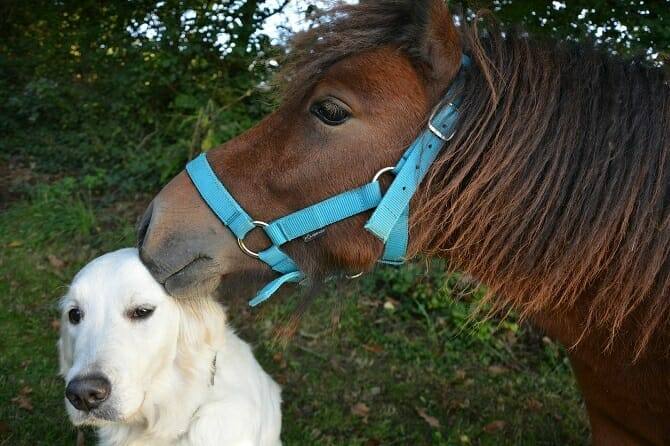 Pferdeverhaltensberater Ausbildung - braunes Pony schnuppert an Golden Retriever