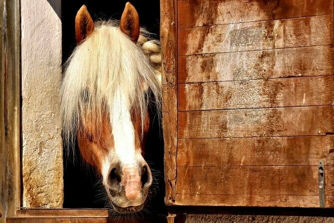 Pferdeverhaltensberater Ausbildung - Haflinger schaut neugierig aus seinem Boxenfenster