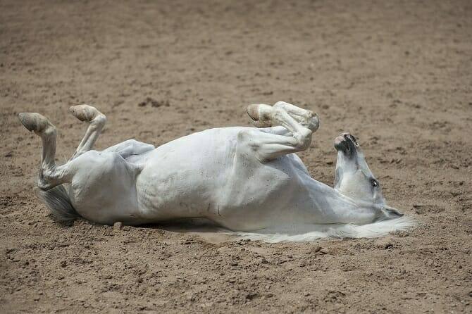 Pferdeverhaltensberater Ausbildung - Schimmel wälzt sich im Sand