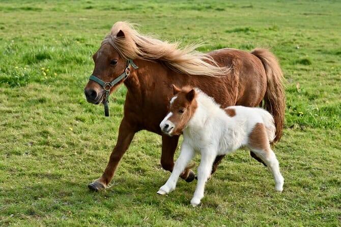 Pferdeverhaltensberater Ausbildung - Shetlandpony trabt mit Fohlen über die Weide