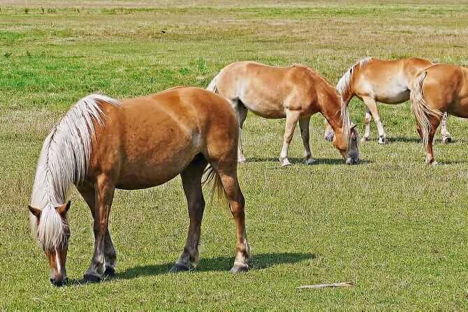 Pferdeverhaltensberater Ausbildung - vier Haflinger auf der Sommerweide