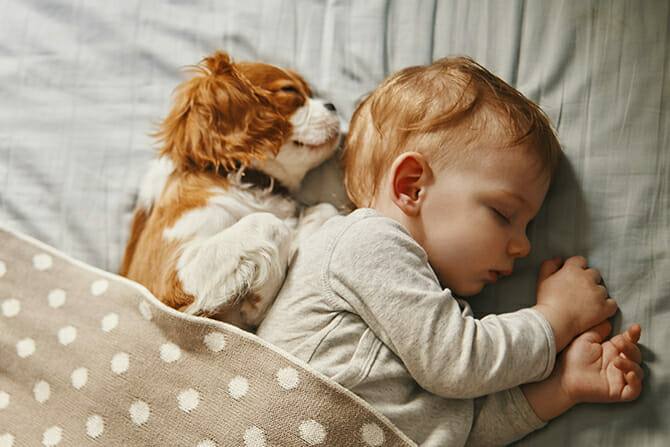Psychologischer Coach Mensch Tier Beziehung Ausbildung - Baby und Hund schlafen friedlich