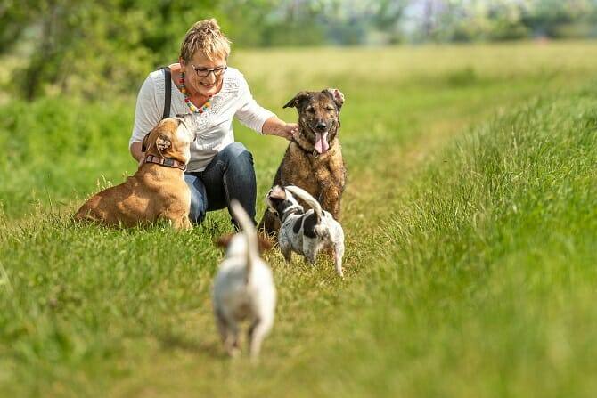 Psychologischer Coach Mensch Tier Beziehung Ausbildung - Dog Walker mit 4 Hunden in der Natur
