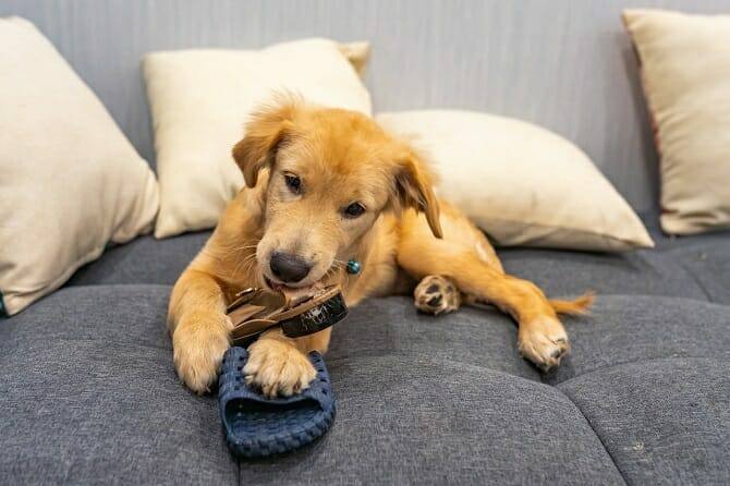 Psychologischer Coach Mensch Tier Beziehung Ausbildung - Golden Retriever Welpe zerkaut Badeschlappen