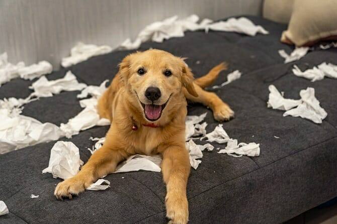 Psychologischer Coach Mensch Tier Beziehung Ausbildung - Golden Retriever zerfetzt Klopapierrollen auf Couch