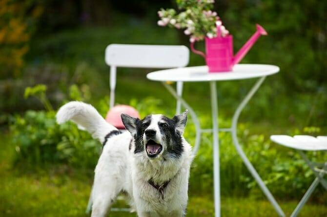 Psychologischer Coach Mensch Tier Beziehung Ausbildung - Hund im Garten bellt jemanden an