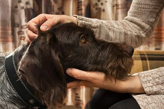 Psychologischer Coach Mensch Tier Beziehung Ausbildung - Hundebesitzer streichelt den Kopf seines Hundes