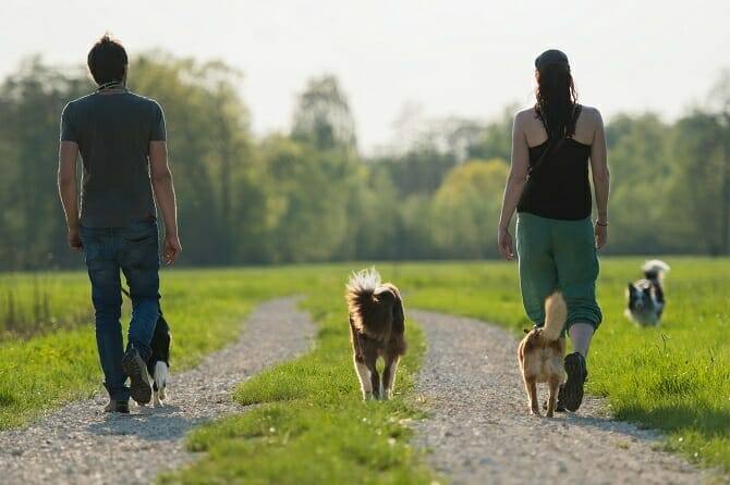 Psychologischer Coach Mensch Tier Beziehung Ausbildung - Junges Paar spaziert in der Natur mit 3 Hunden