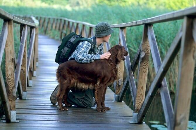 Psychologischer Coach Mensch Tier Beziehung Ausbildung - Mann mit Irish Setter auf Holzbrücke