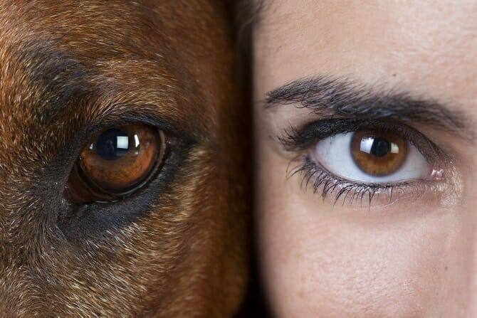 Psychologischer Coach Mensch Tier Beziehung Ausbildung - Studio Portrait Auge eines rhodesian ridgeback neben Aug einer Frau