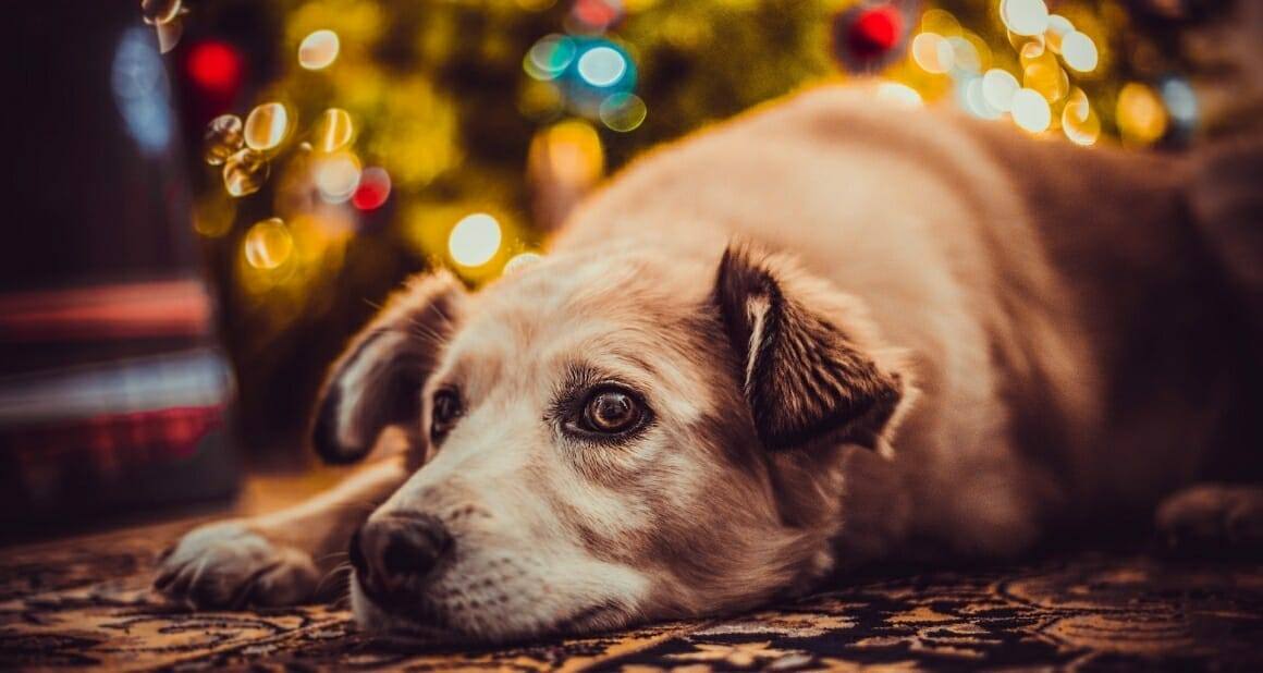 Silvester! Angst und Furcht beim Hund – der feine Unterschied