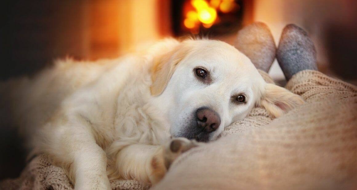Silvester mit Hund: Tipps für kurzfristige Hilfe