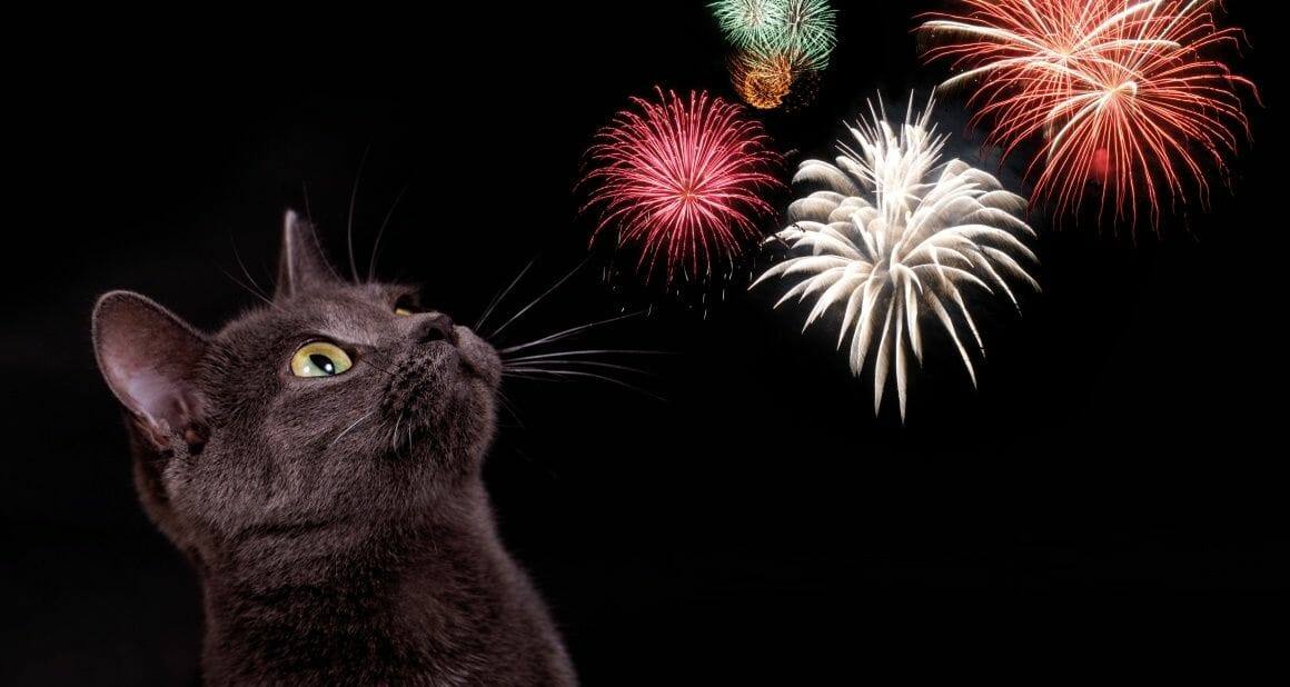Silvester mit Katze: Es geht los!
