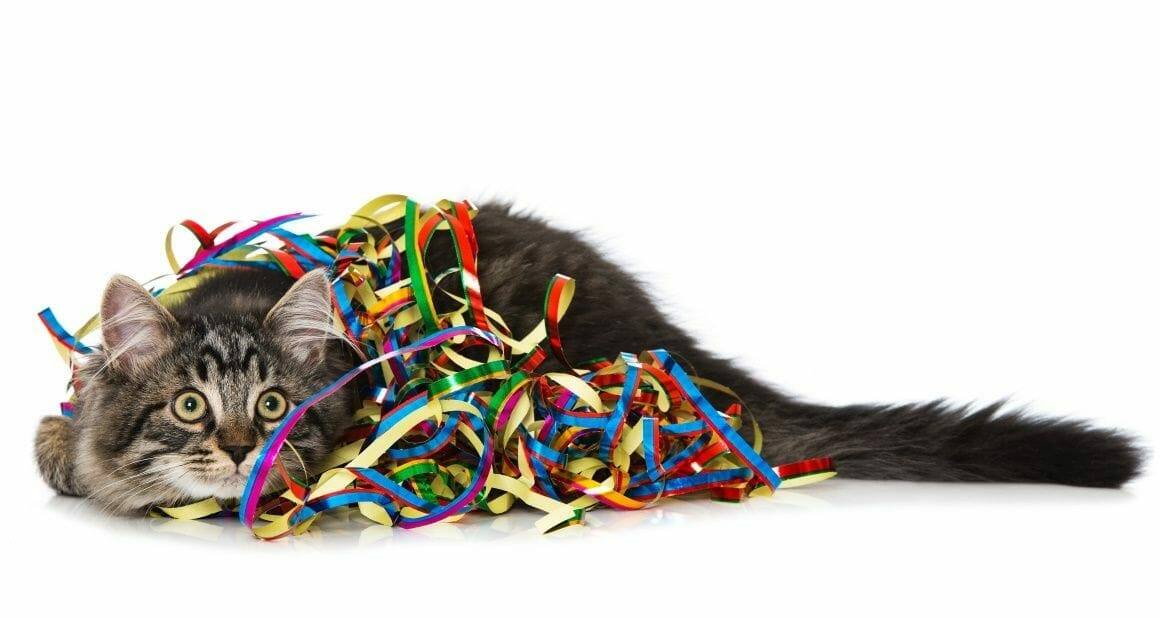 Silvester mit Katze - Rechtzeitige Vorbereitung