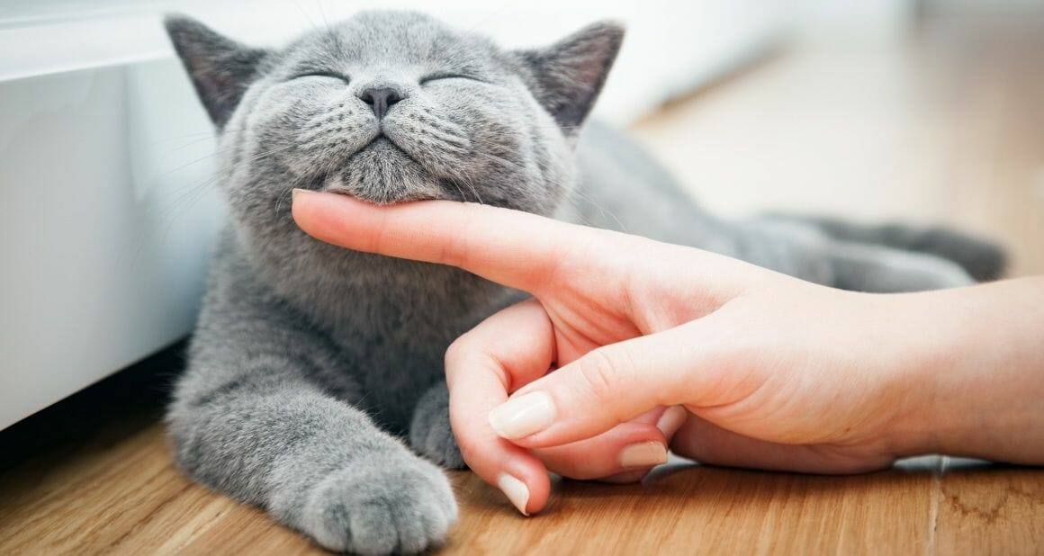 Sind wir für Katzen Personal oder Fels in der Brandung?