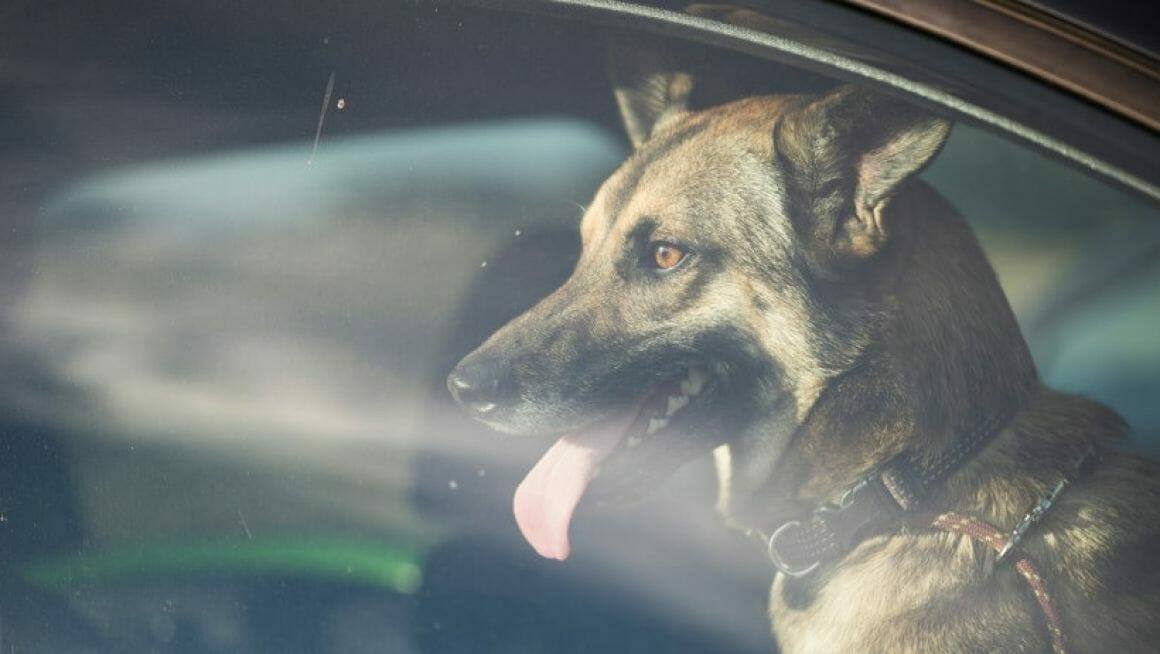 Sommerhitze, Hund im Auto
