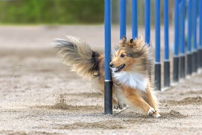 Sportwissenschaften Hund Ausbildung - Sheltie im agility Slalom