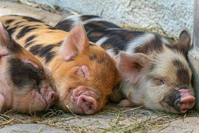 Tiergestützte Arbeit Ausbildung - drei schlafende Ferkel im Stroh