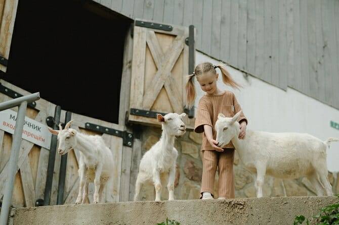 Tiergestützte Arbeit Ausbildung - glückliches Kind mit drei Ziegen