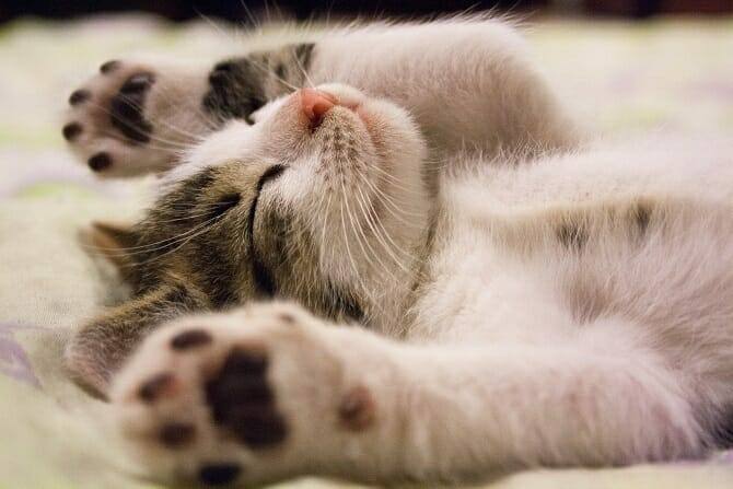 Tiergestützte Arbeit Ausbildung - zufriedene Katze liegt auf dem Rücken